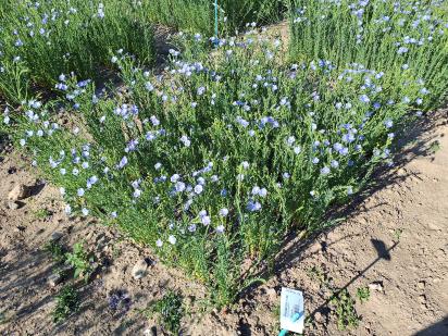 Click for 1 image(s) for this accession.